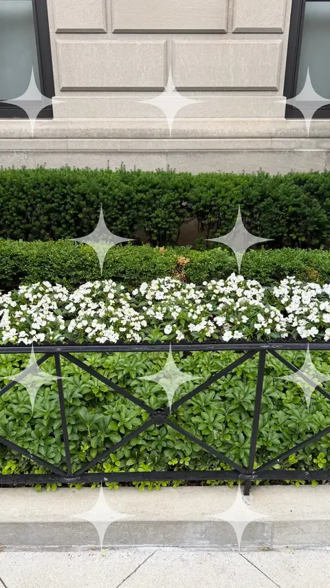 Clipped Hedge and Iron Fence