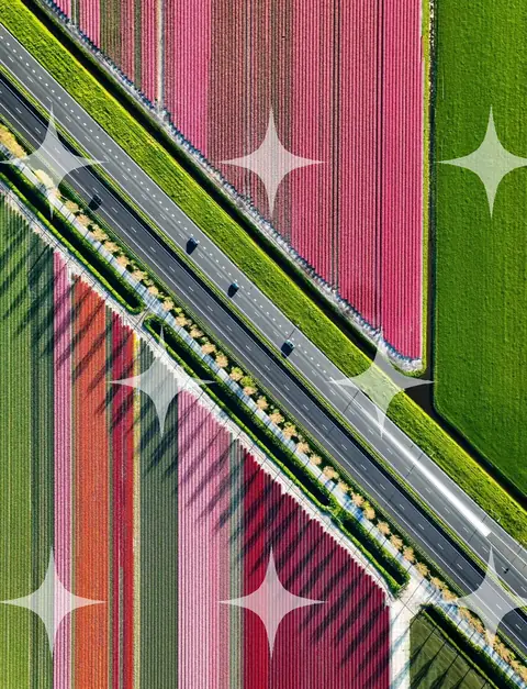 Aerial Tulip Rows and Road