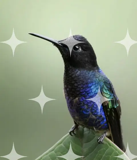 Violet-Throated Hummingbird