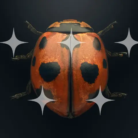 Ladybird, Macro Study