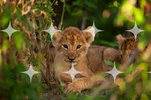 Lion Cubs in the Undergrowth