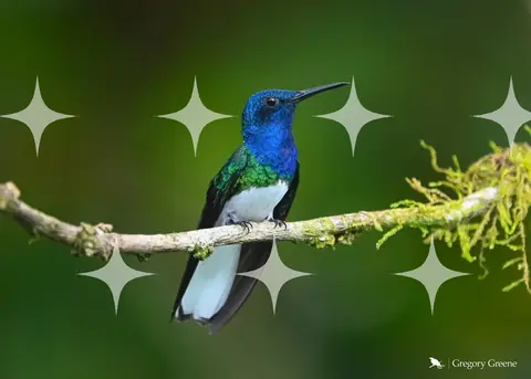 White-Necked Jacobin