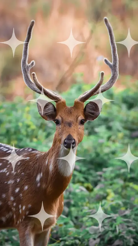 Chital Stag Among Scrub