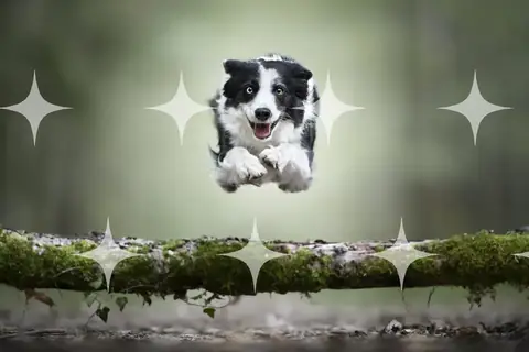Border Collie Puppy Mid-Leap