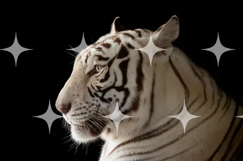 White Tiger in Profile