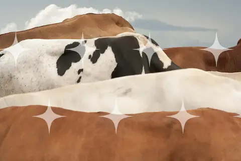 Cattle Hide, Abstract Study