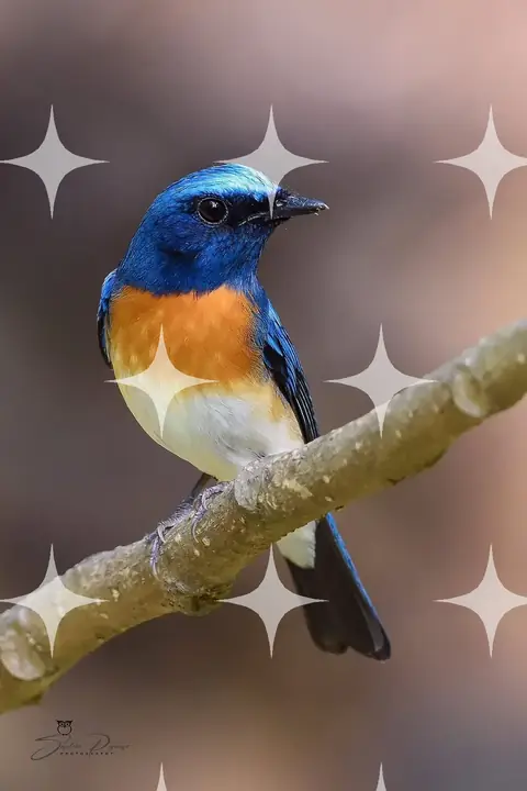 Blue Flycatcher