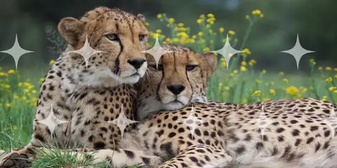 Cheetah Pair in Wildflowers