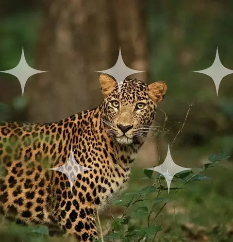 Leopard in Long Grass
