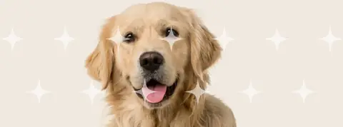 Golden Retriever Portrait
