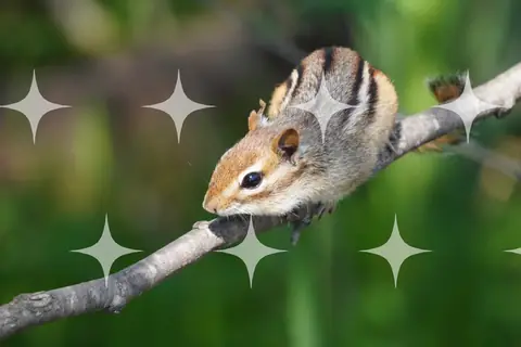 Chipmunk on a Bare Branch