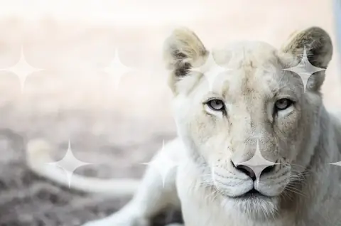 White Lioness, Close Portrait
