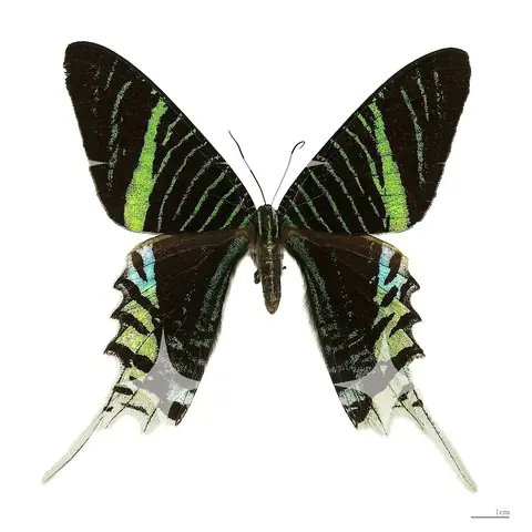 Urania Moth Specimen