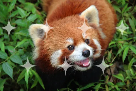 Red Panda in Bamboo
