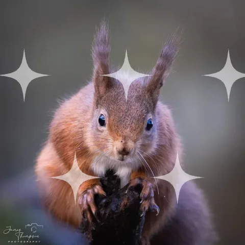 Red Squirrel, Ear Tufts Raised
