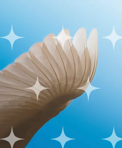 Wing Feathers Against Sky