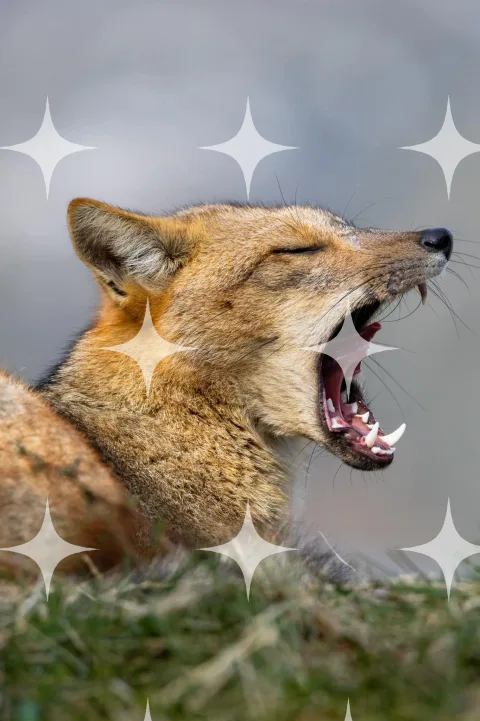 Fox Yawning