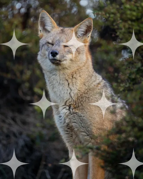 Fox Sitting in Sunlight