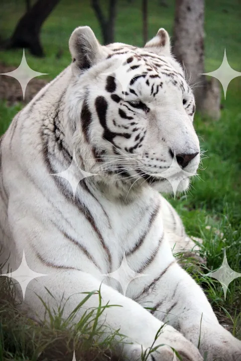 White Tiger Resting in Grass