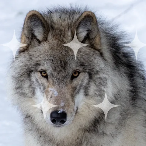 Grey Wolf, Head On