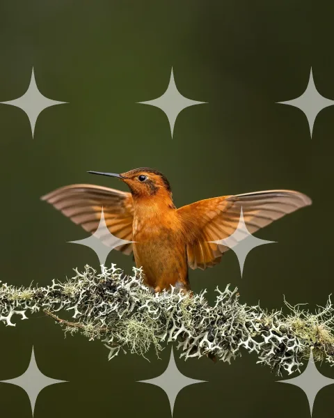 Hummingbird Landing on a Lichen Branch