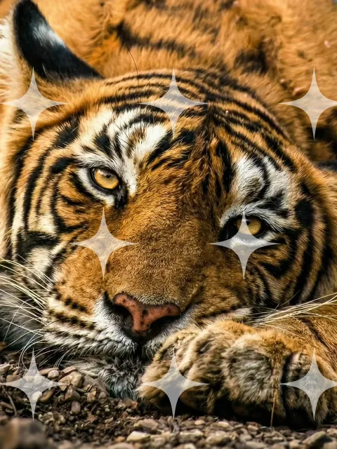 Tiger Resting, Close
