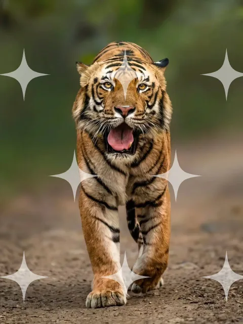 Tiger Walking Toward Camera