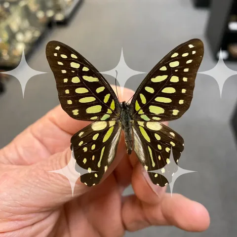 Swallowtail Butterfly in the Hand