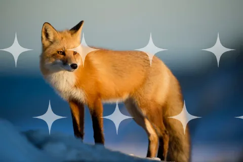 Red Fox on a Ridge
