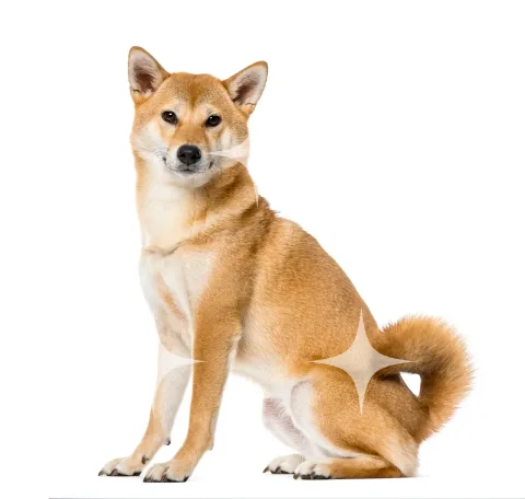 Shiba Inu Sitting