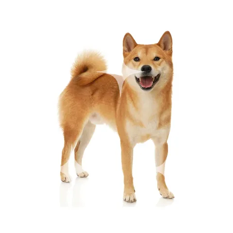 Shiba Inu Standing