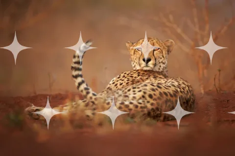 Cheetah Lying on Red Earth