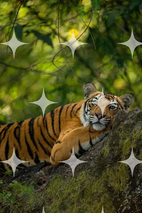 Tiger Resting on a Mossy Rock