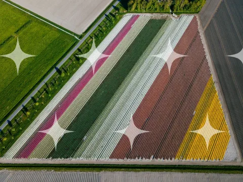 Tulip Fields in Diagonal Bands