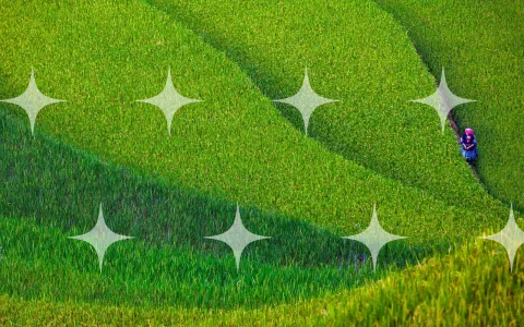 Terraced Rice Paddy, Aerial