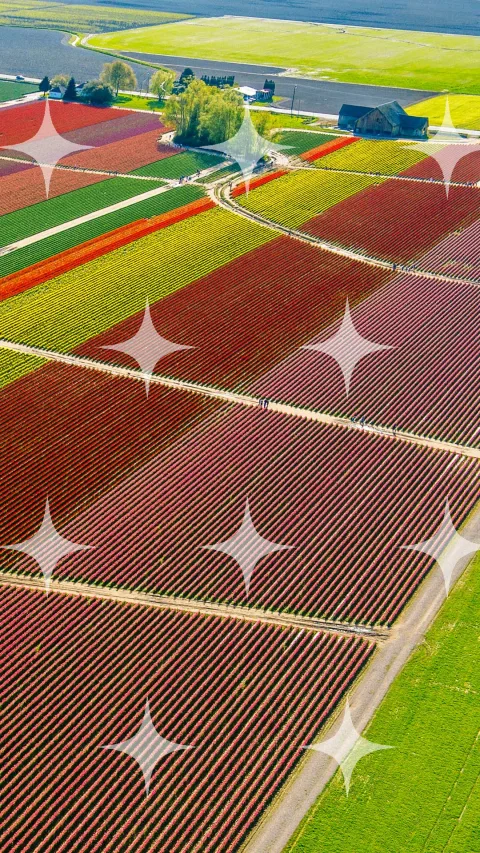 Tulip Strips, Aerial