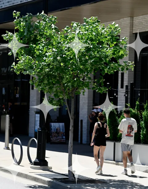 Street Tree in a Planter