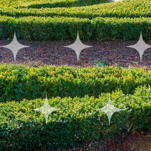 Stepped Box Hedging