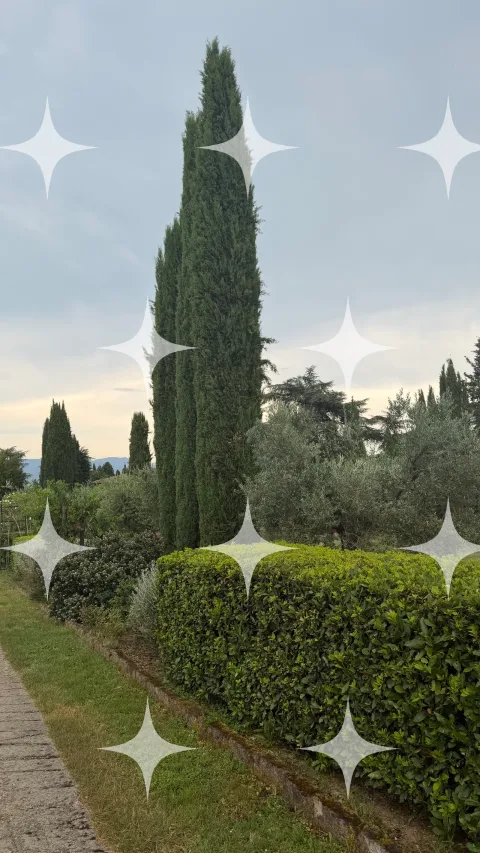 Cypress and Box Hedge at Dusk
