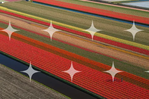Tulip Bands in Full Colour