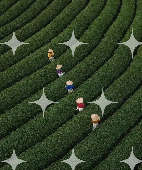 Tea Pickers Among Curving Rows