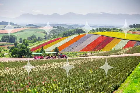 Striped Flower Fields Below Mountains