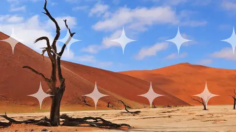 Dead Tree Against Red Dunes
