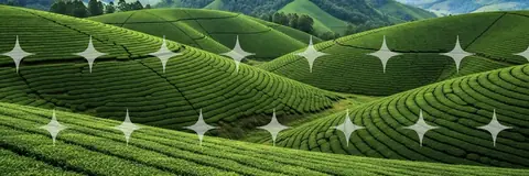 Rolling Tea Terraces