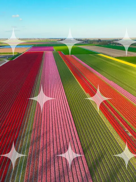 Tulip Rows Under a Clear Sky