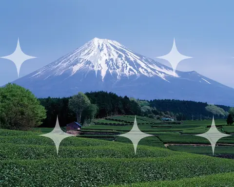 Mount Fuji Above Tea Fields