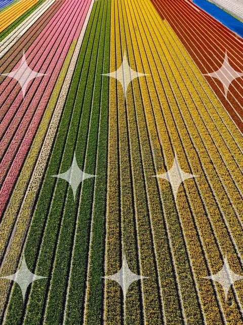 Converging Tulip Rows