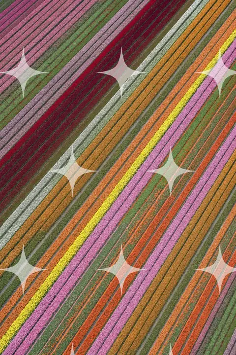 Diagonal Tulip Bands