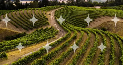 Vineyard Rows on a Hillside