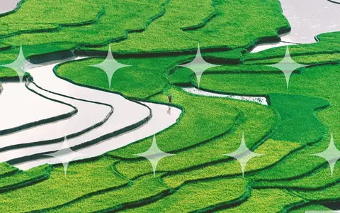 Flooded Rice Terraces